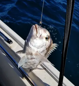 Deep sea fishing excitement awaits in Charleston